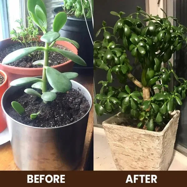 Soil Activator™ Rapid Growth Booster( BUY 1 GET 1 FREE )